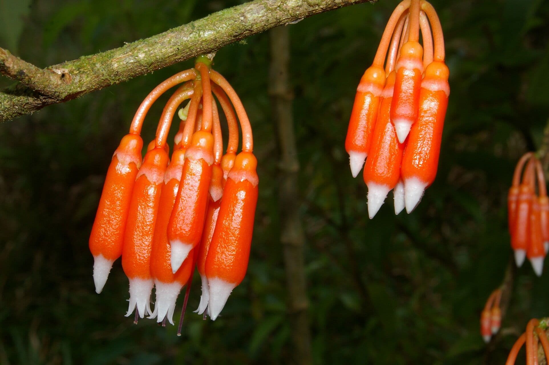 Psammisia ramiflora