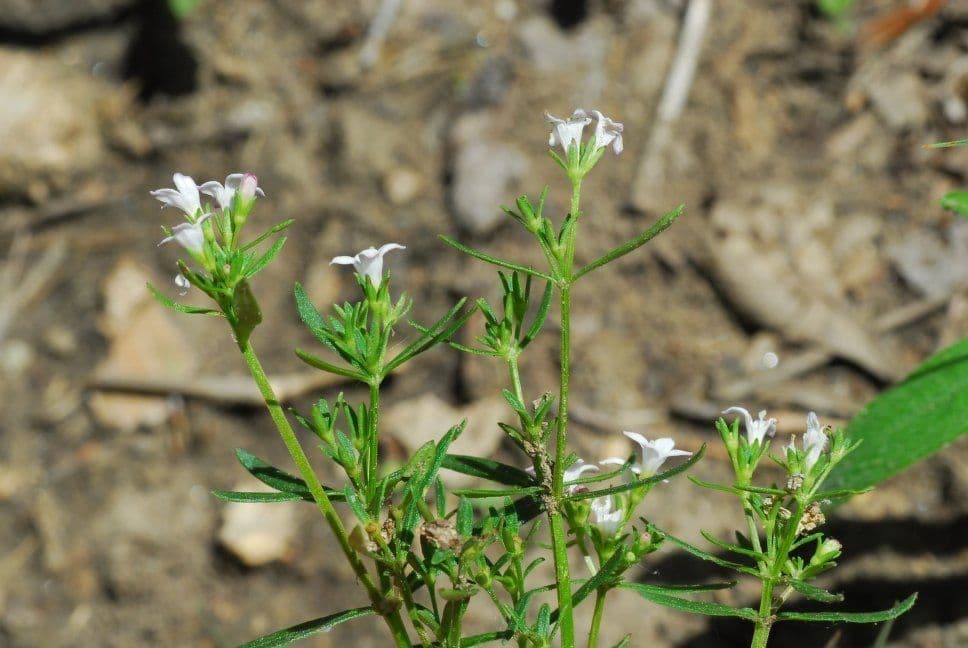 Langblättriges Sommerblühen 8