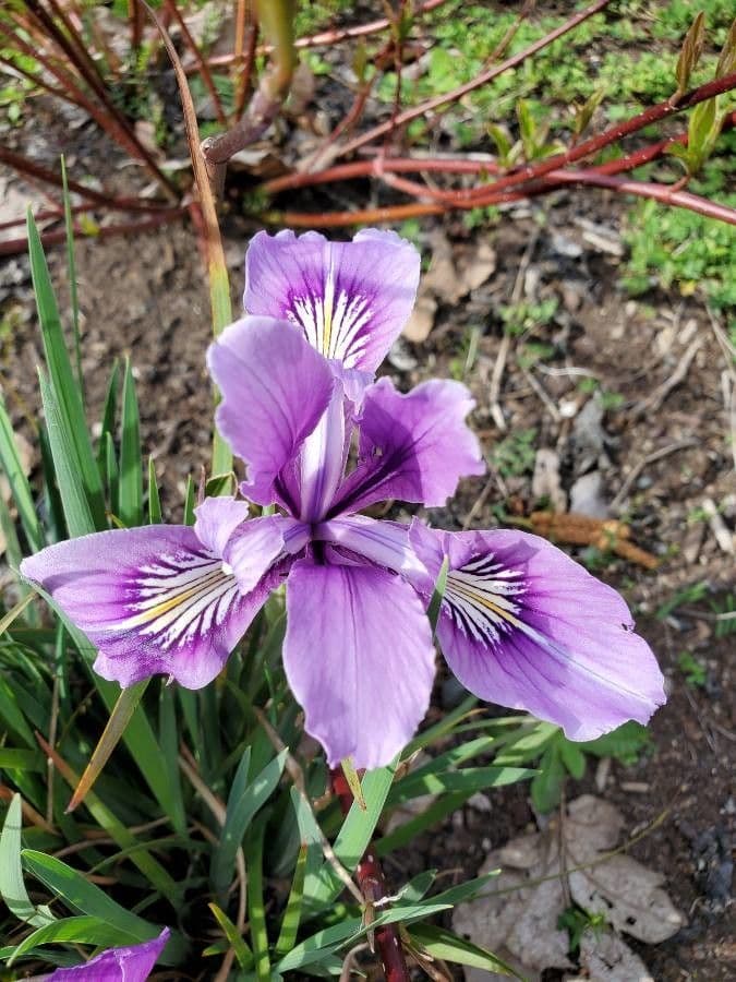 Iris di Douglas 6