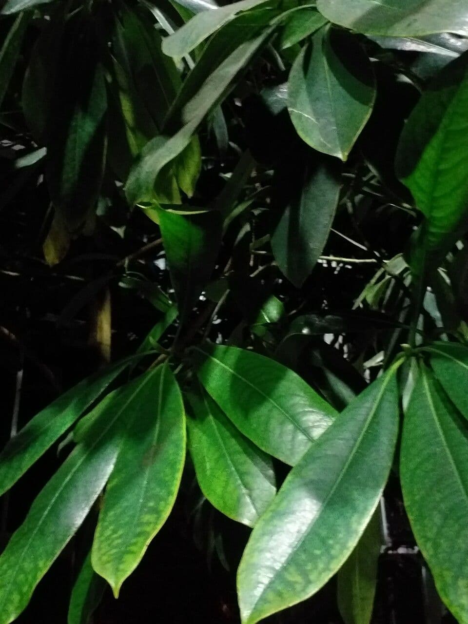 Magnolia cinese