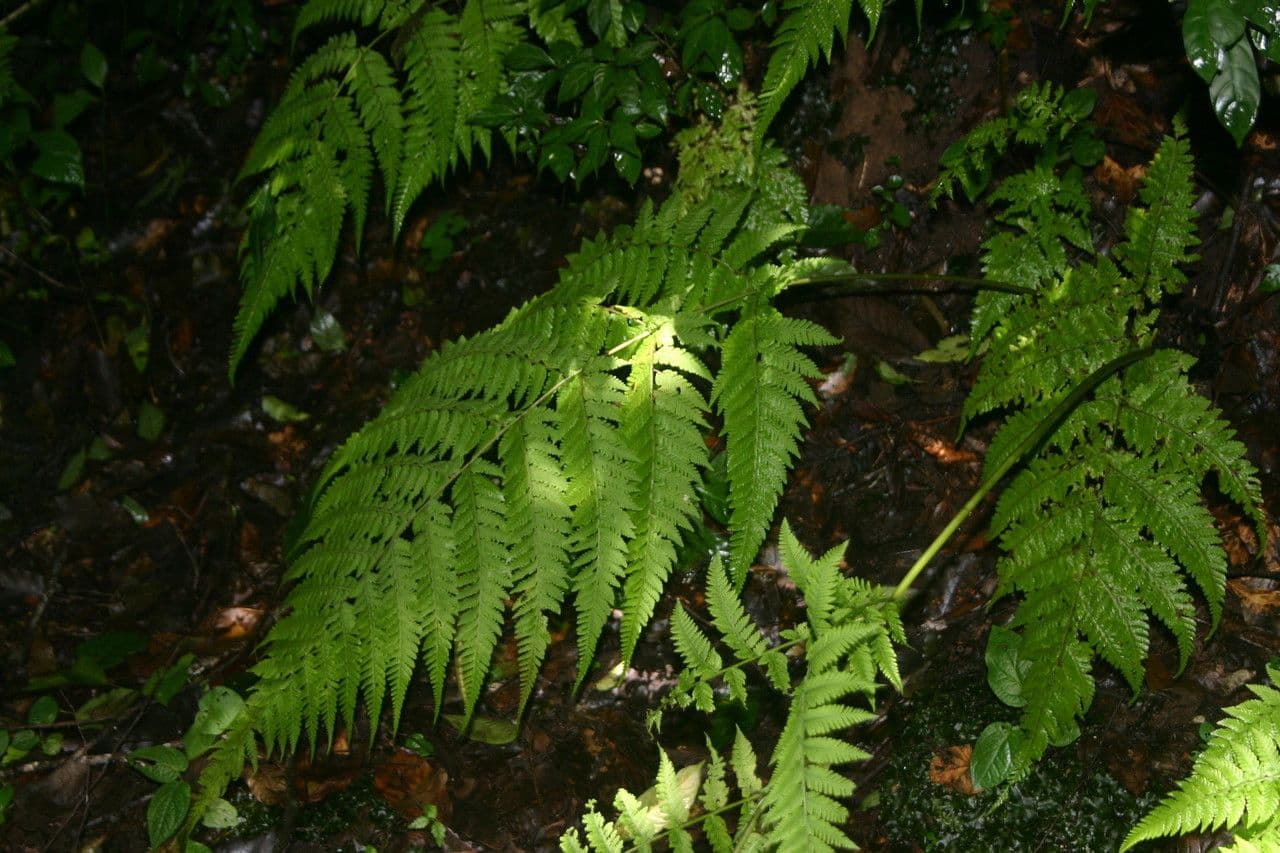 Macrothelypteris 6