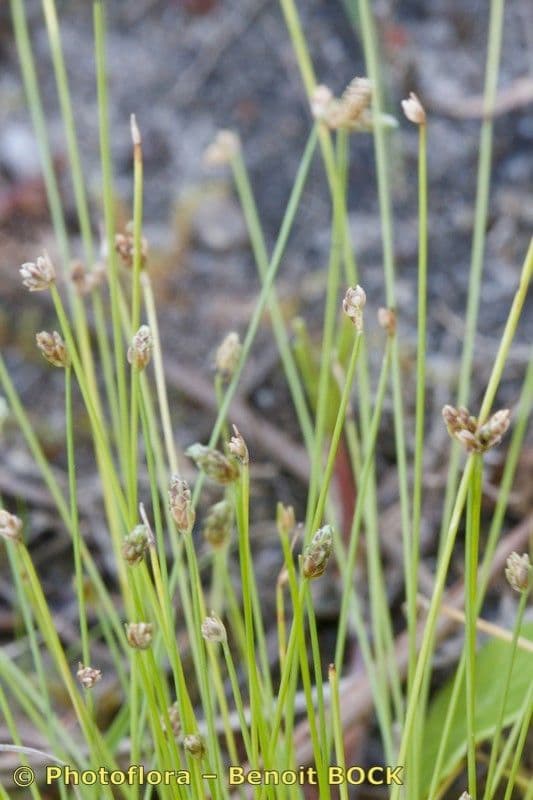 Junco de flor 7