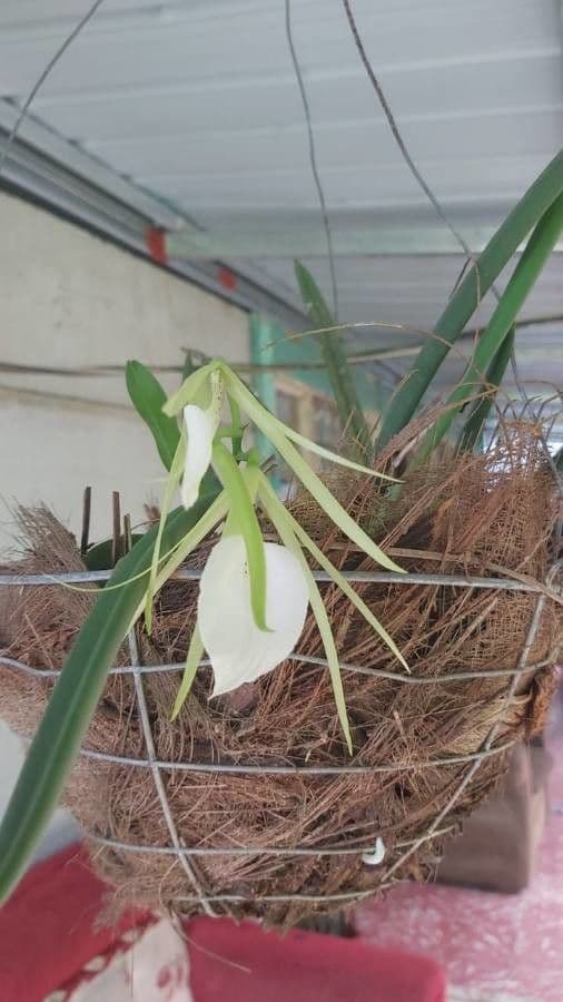 Brassavola 4