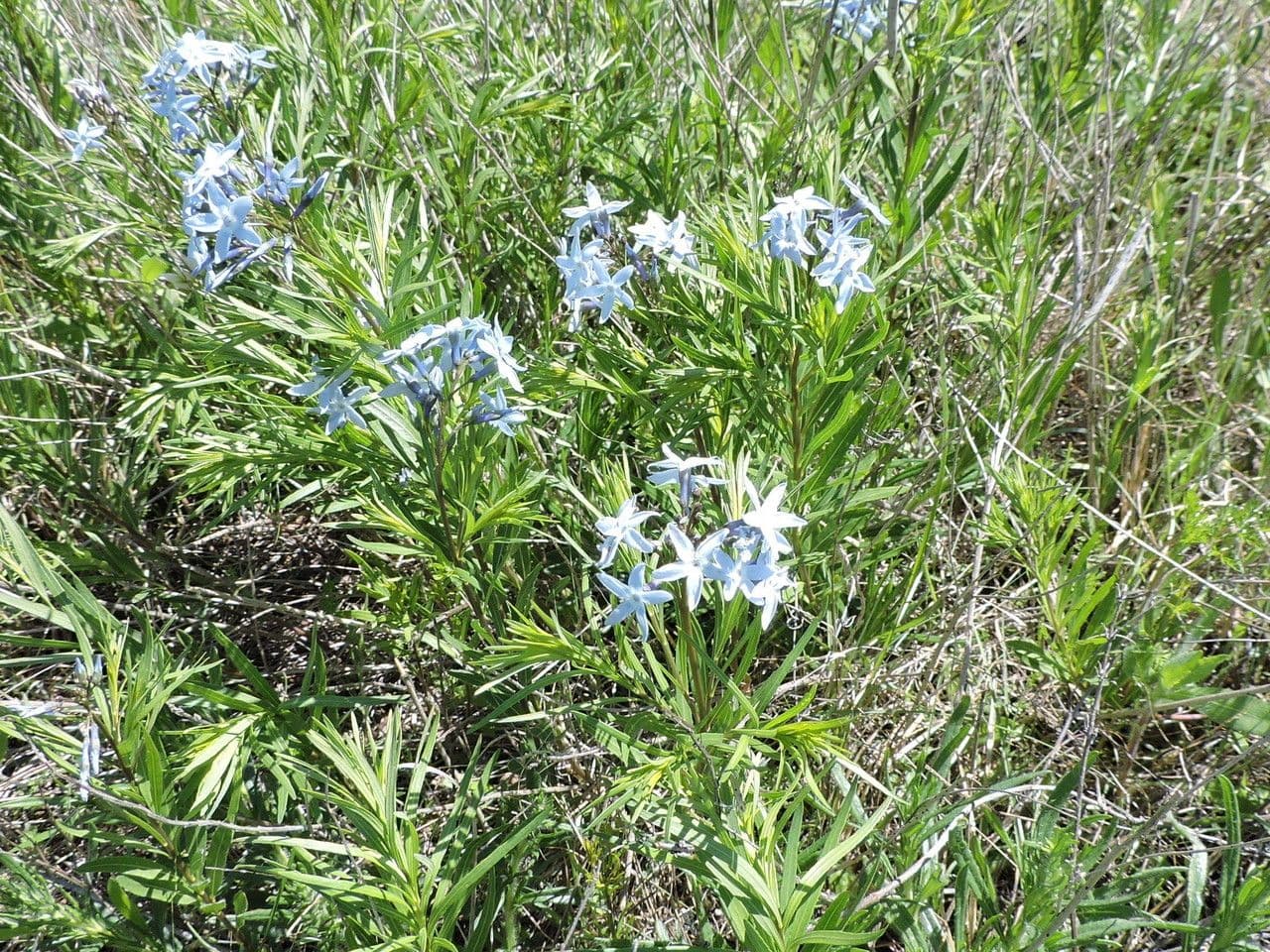 Amsonia cigliata 10
