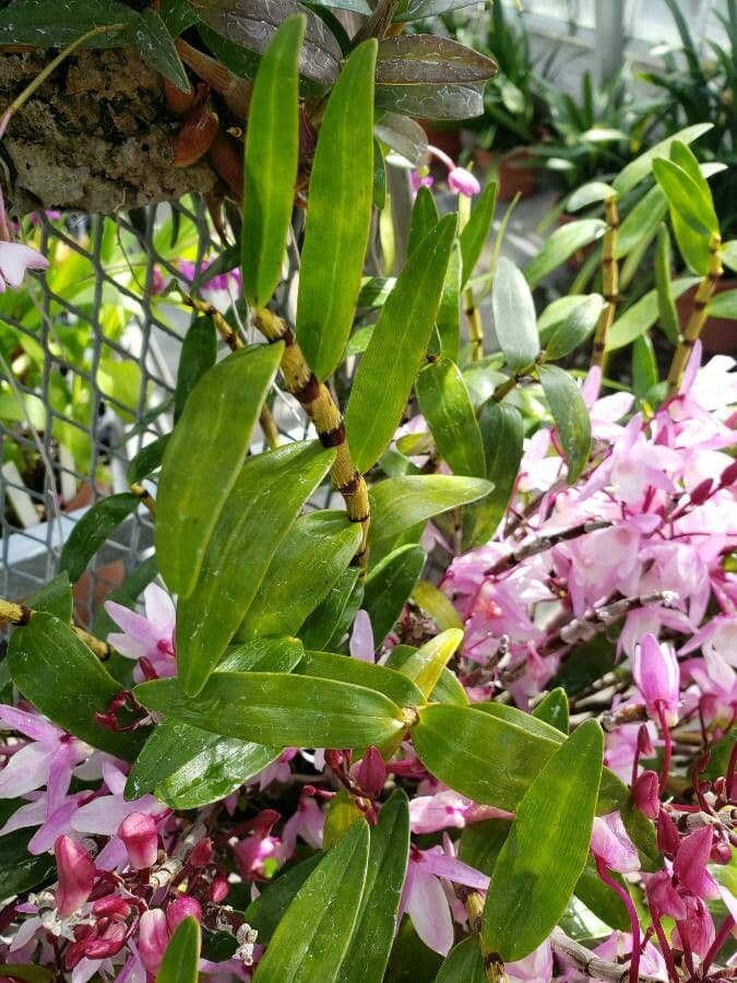 Dendrobium 5