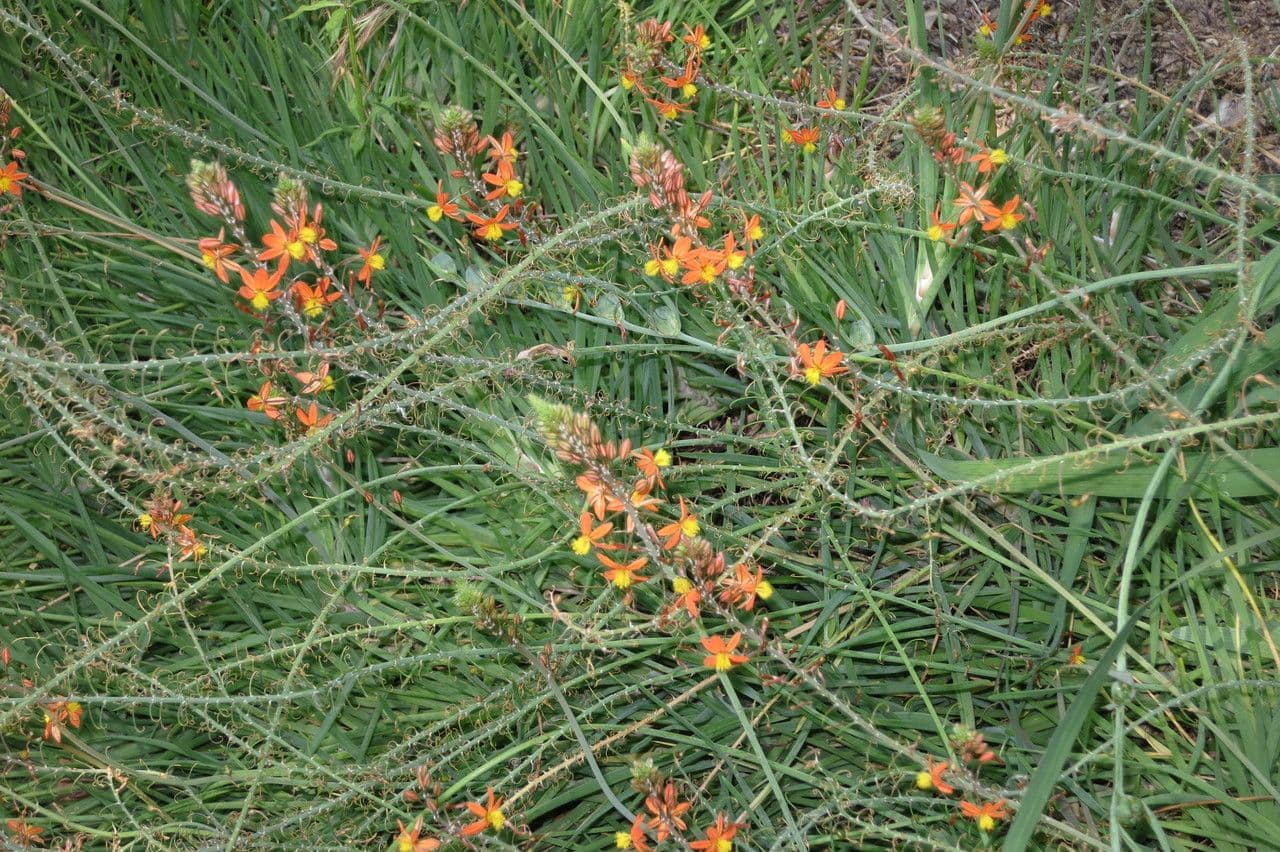 Bulbine arbustiva 26