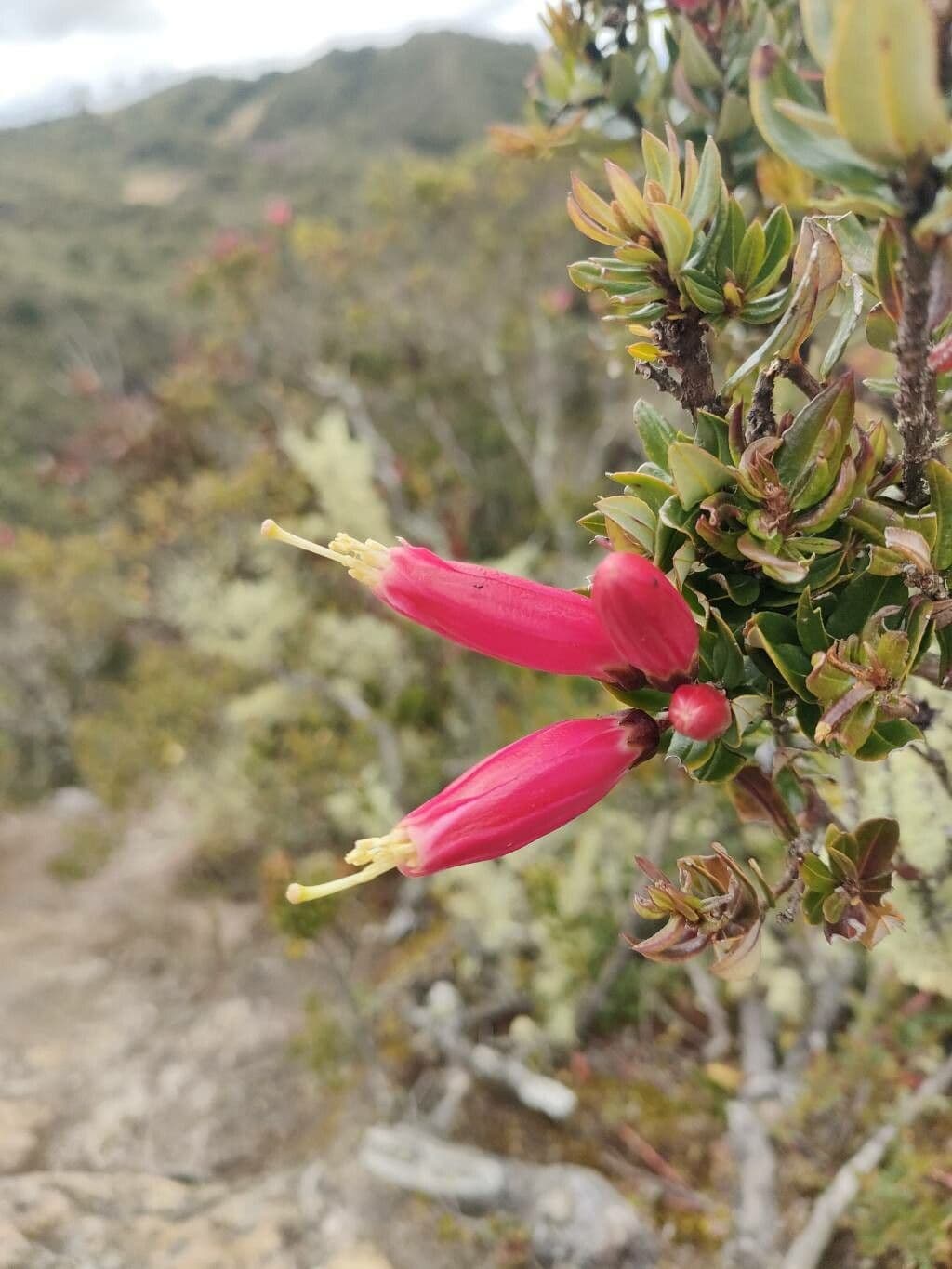 Bejaria 3