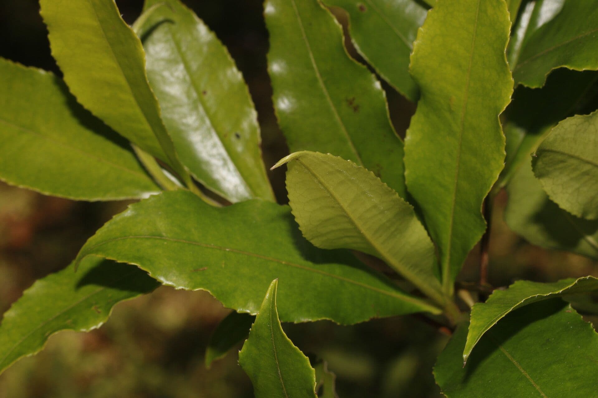 Gordonia arbustiva 10