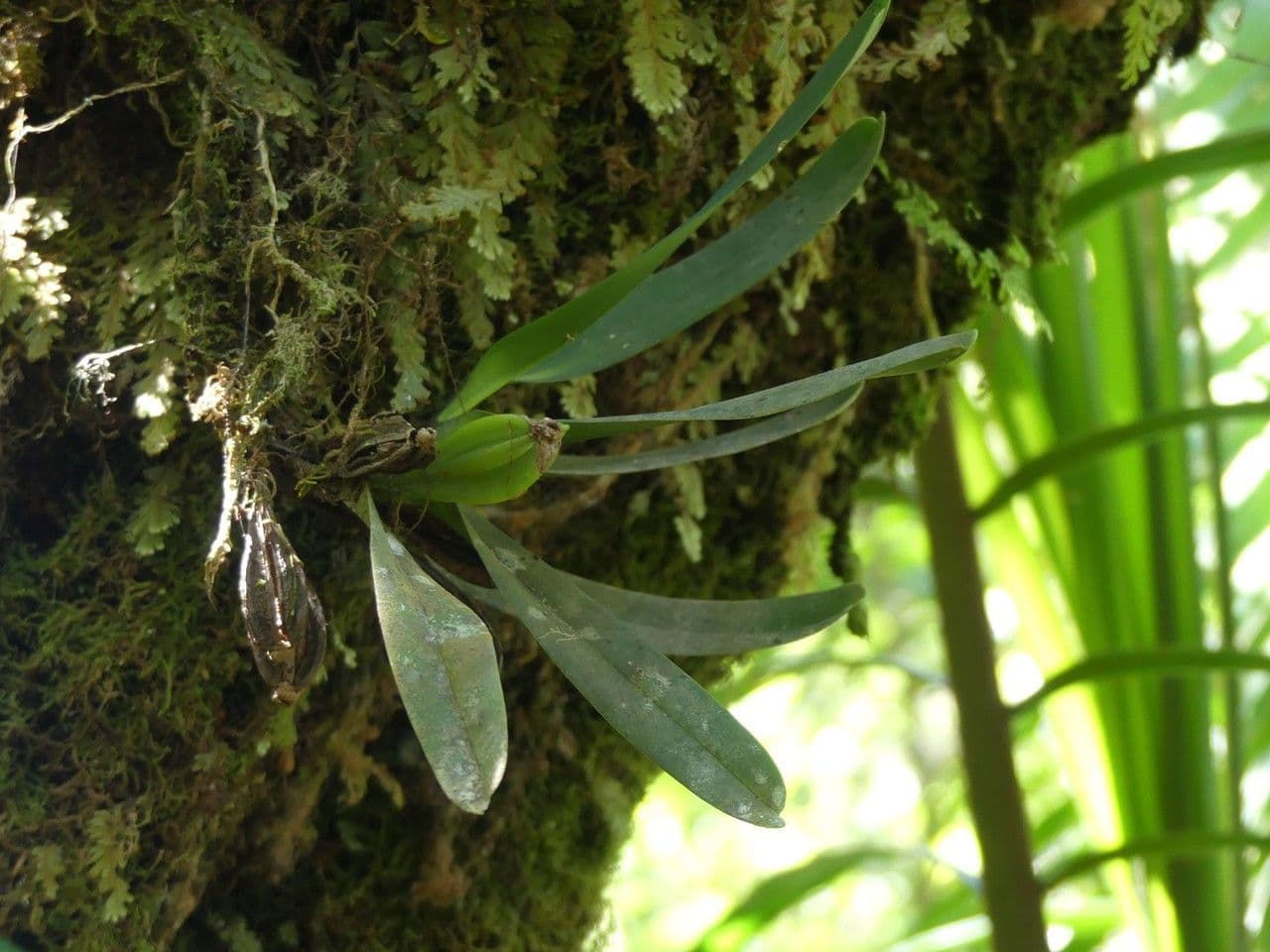 Angraecum 8
