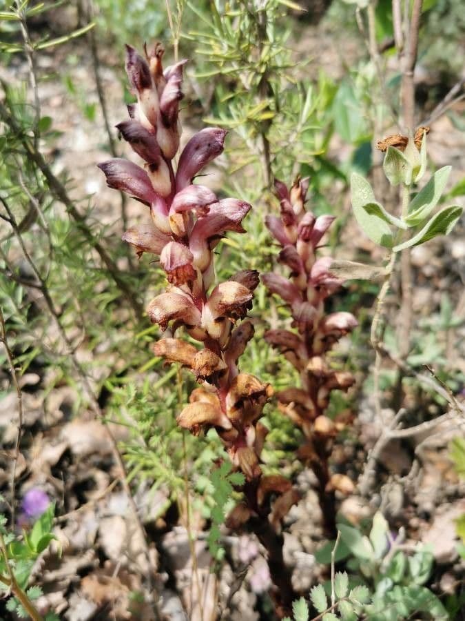 Orobanche alba 14
