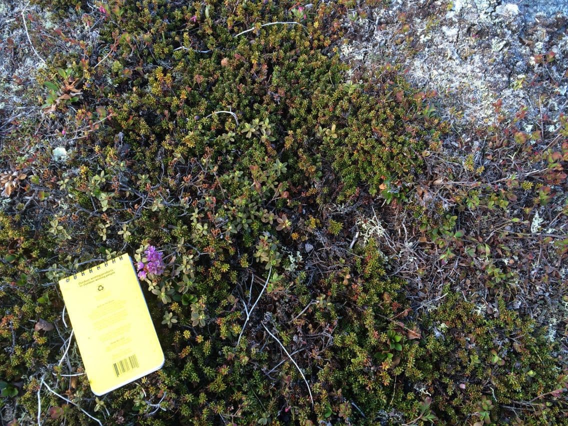 Rododendro lapponico 9
