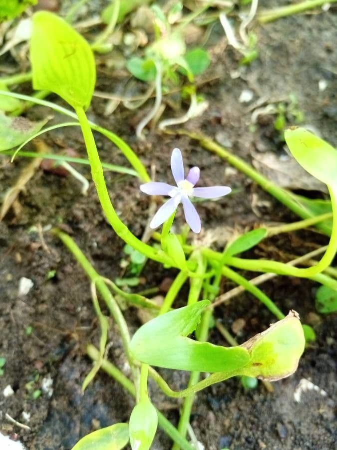 Blauer Schlammpflanze 16