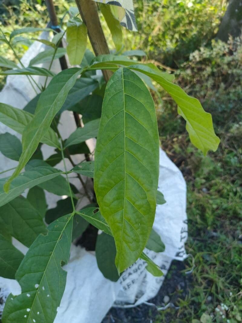 Mogano del Honduras 10