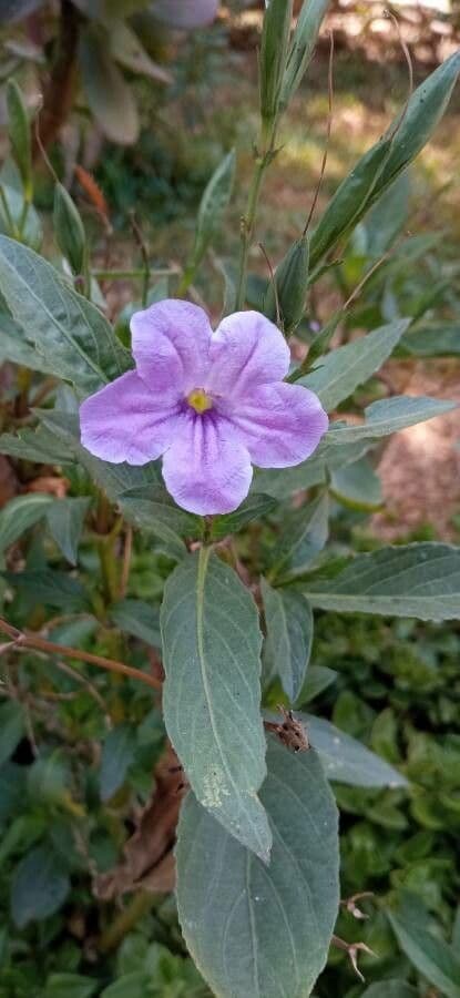 Ruellia geminiflora 2