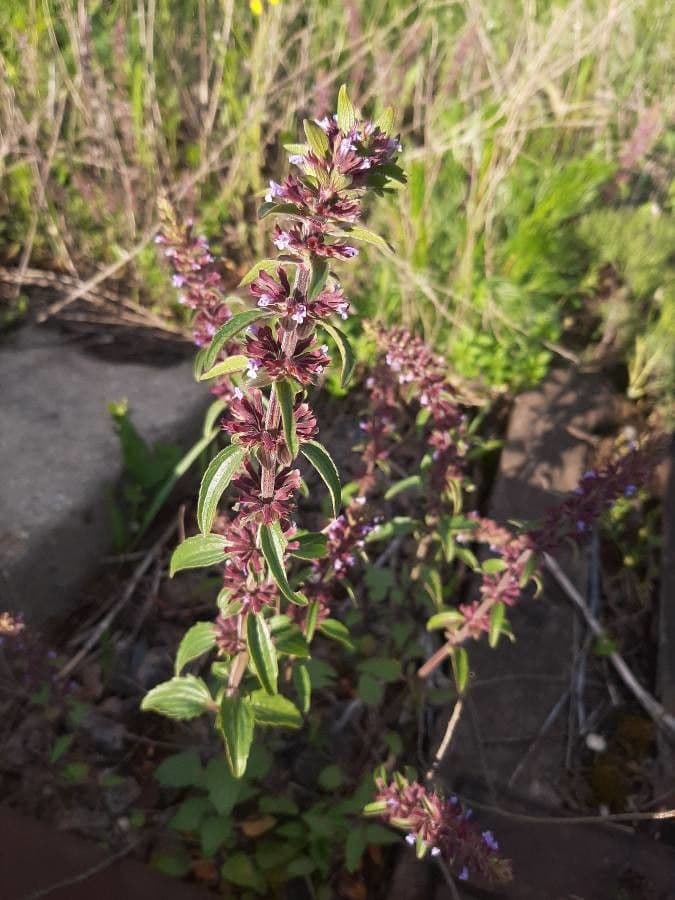 Dracocephalum thymiflorum 2