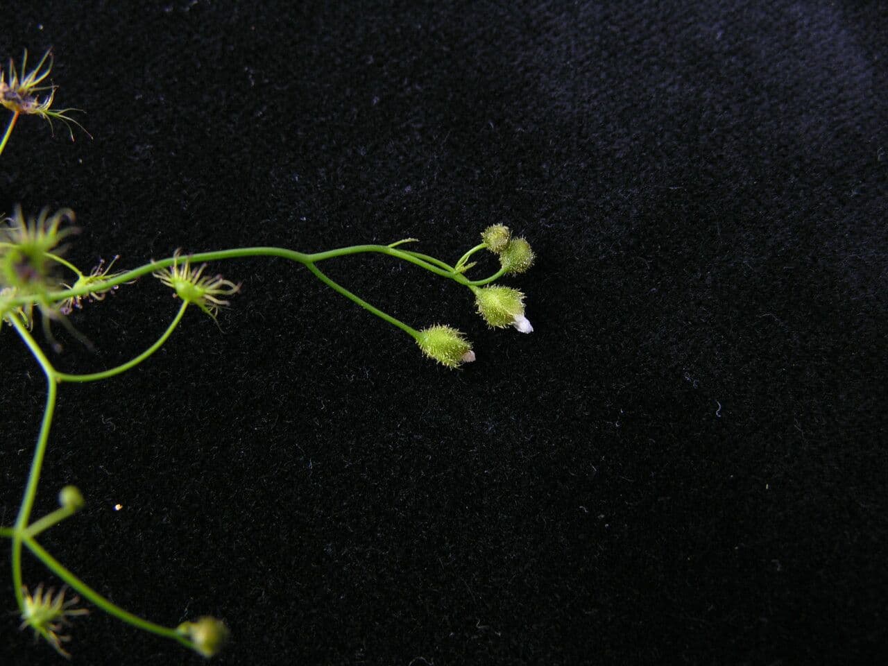 Drosera peltata 2