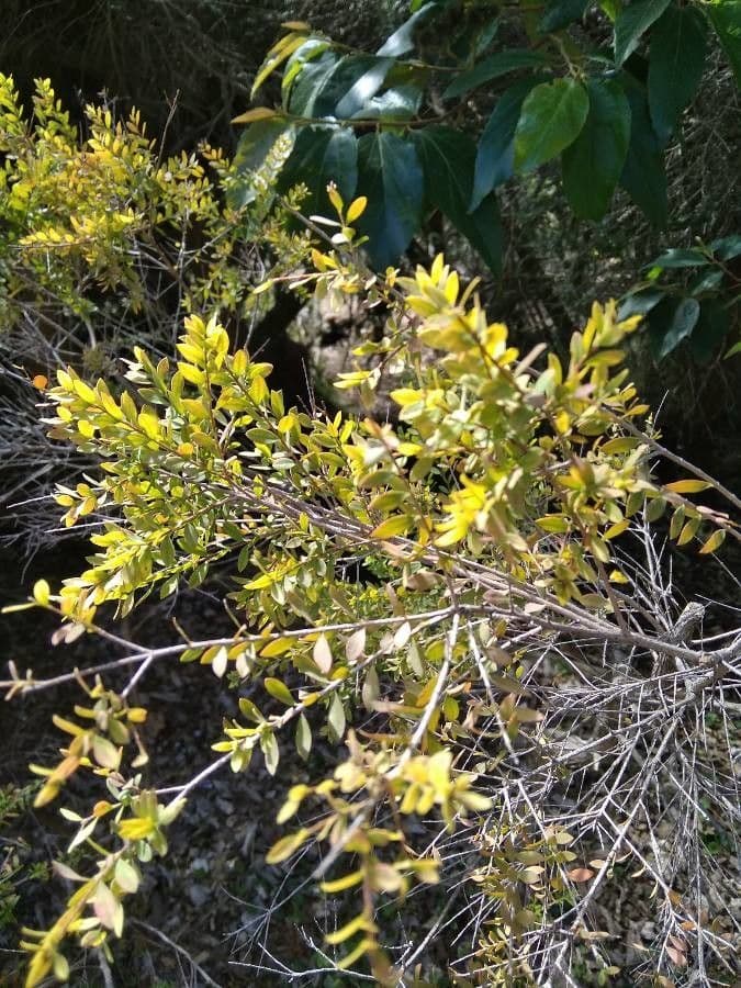 Melaleuca