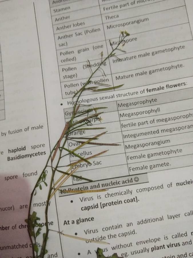 Cardamine parviflora 3