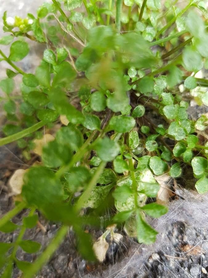 Cardamine flexueuse 29
