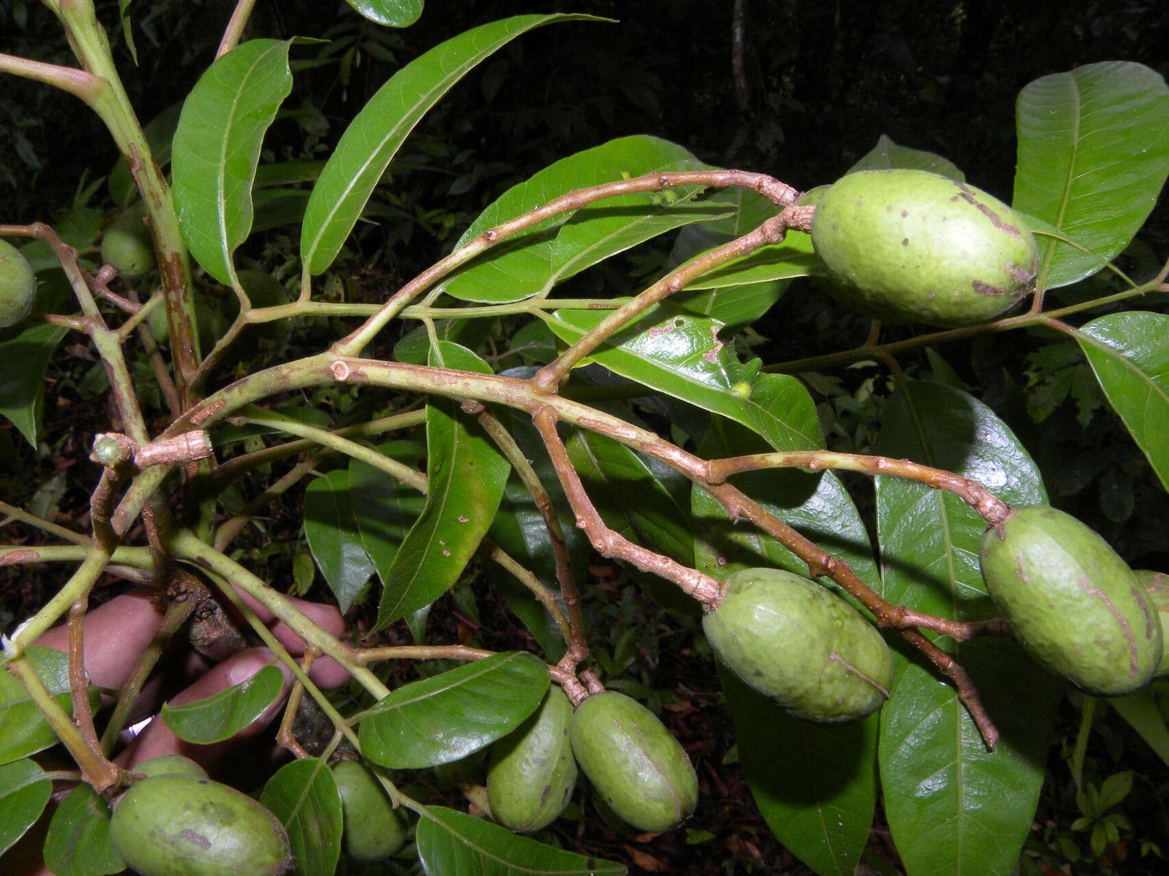 Prugna maiale 3