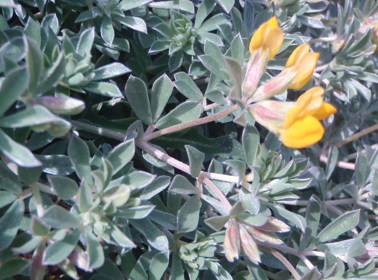 Lekno krétske 28