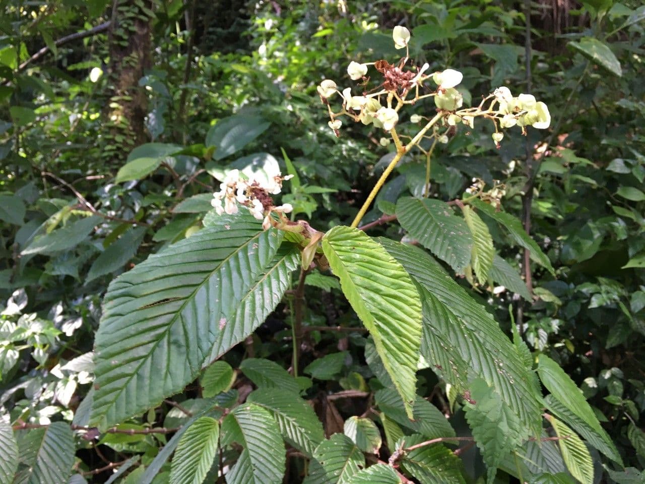 Begonia 7