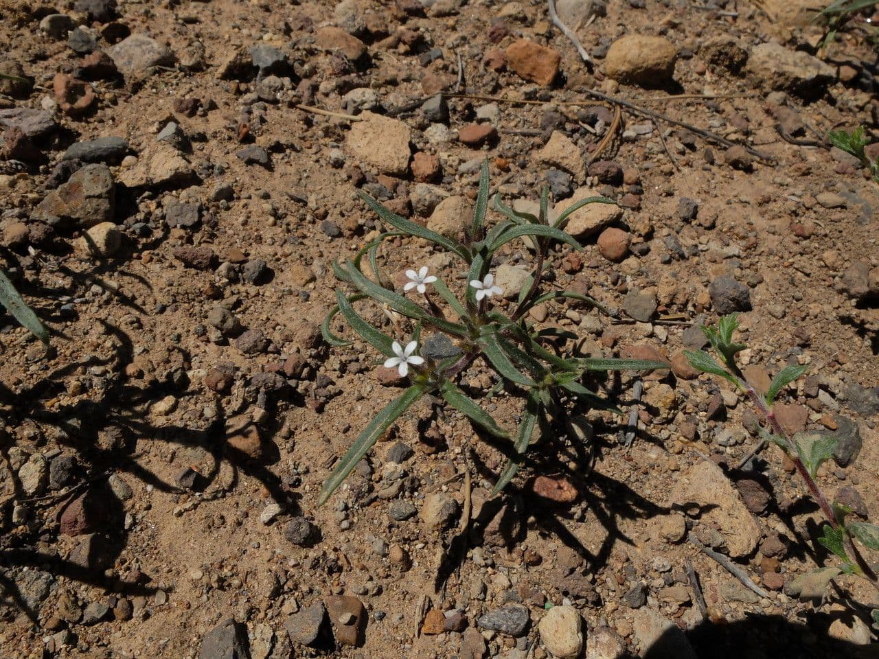 Collomia tintoria 3