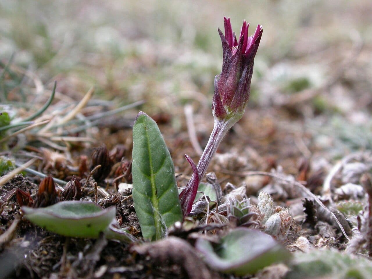 Leibnitzia 4