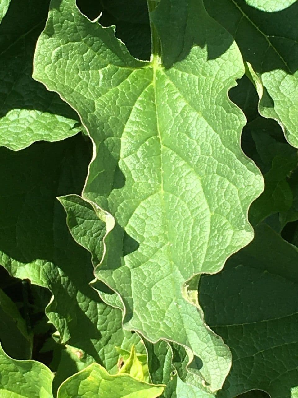 Komosa strzałkowata 16