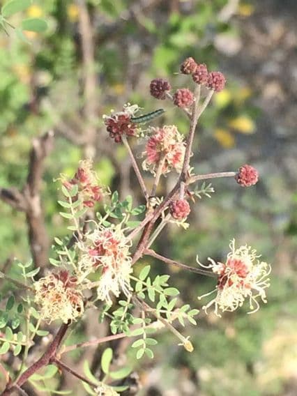 Mimosa spinosa 17