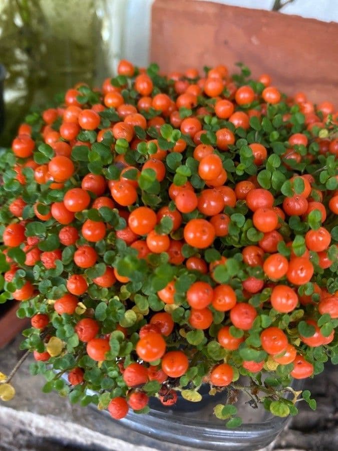 Nertera granadensis 7