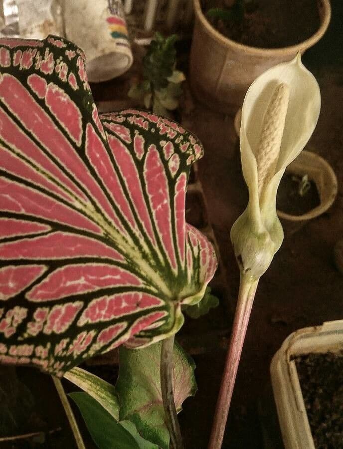 Caladium 6