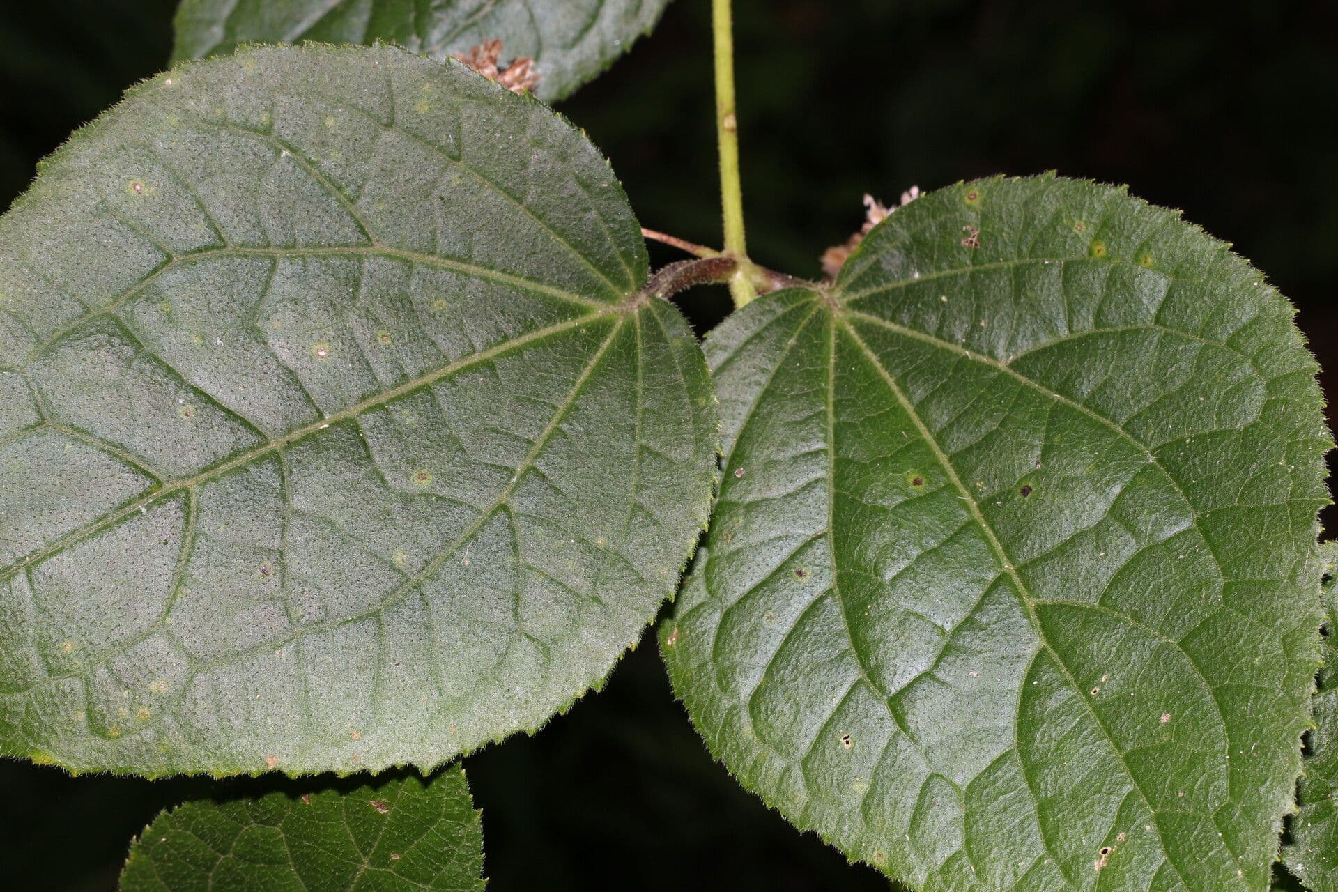 Eupatoriastrum 6