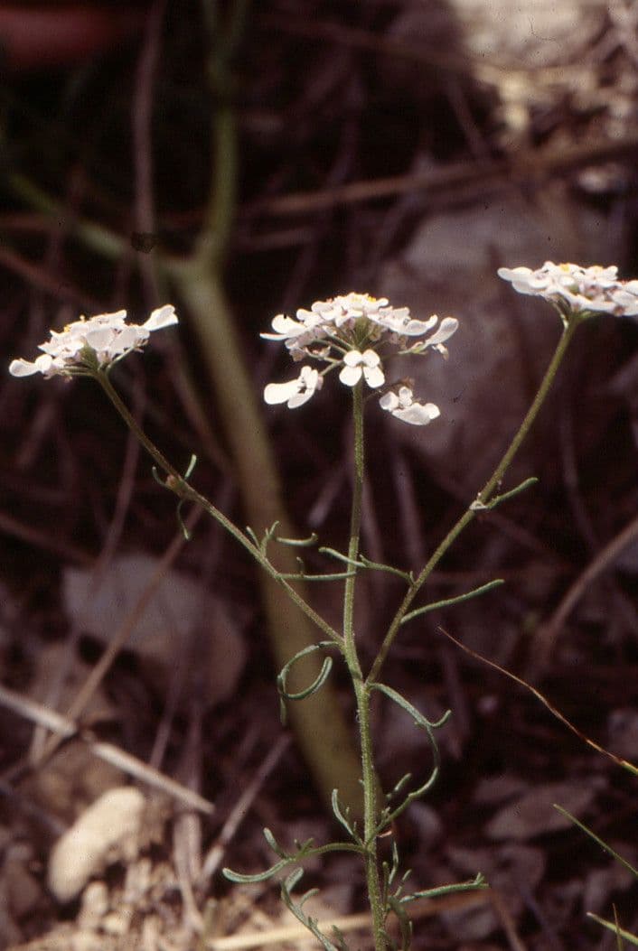 Iberis pinnata 6