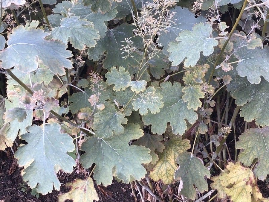 Schlafmohn 2