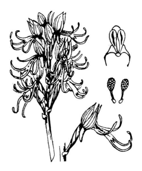 Orchide scimmia 26