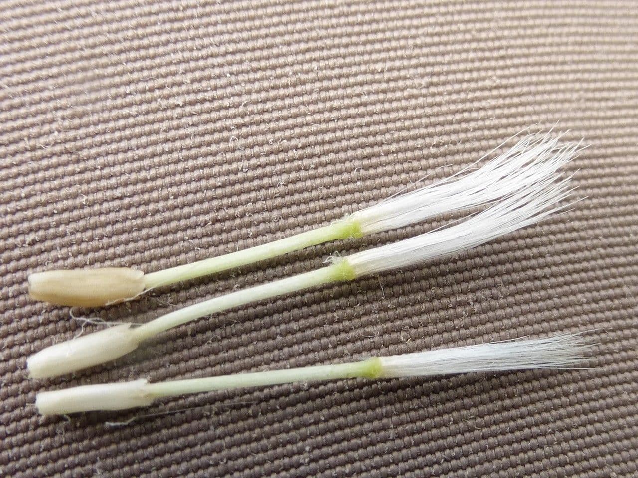 Willemetia stipitata 19