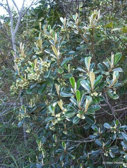 Solmsia calophylla 12
