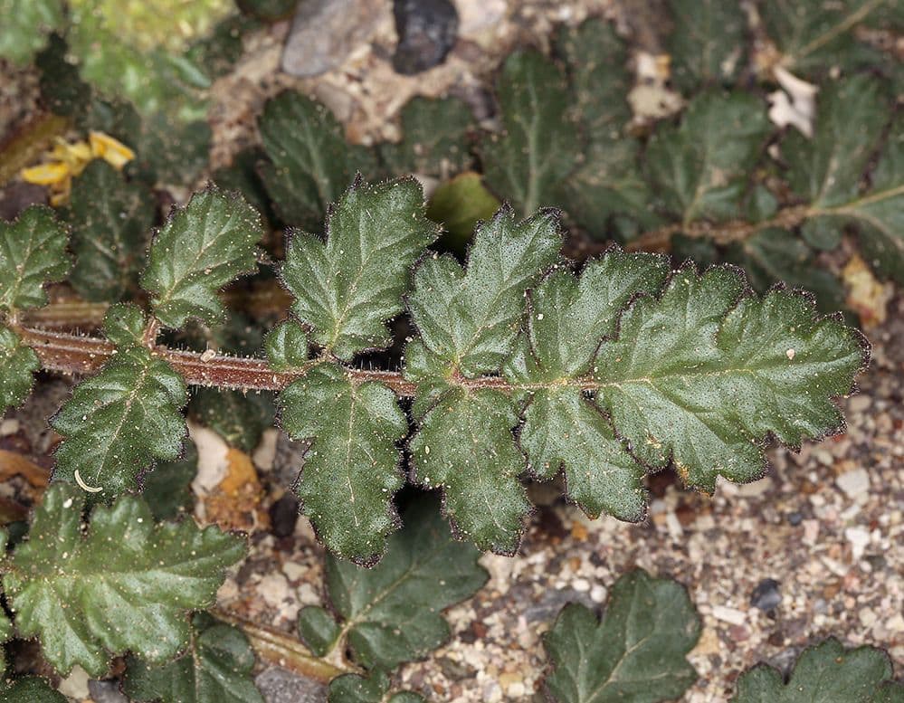 Facelia crenulata 15