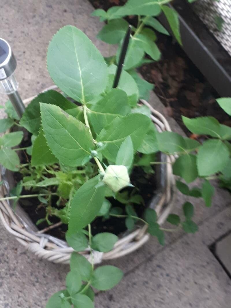 Platycodon à grandes fleurs 20