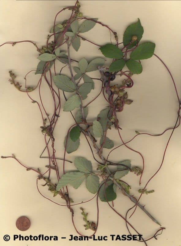 Cuscuta 11