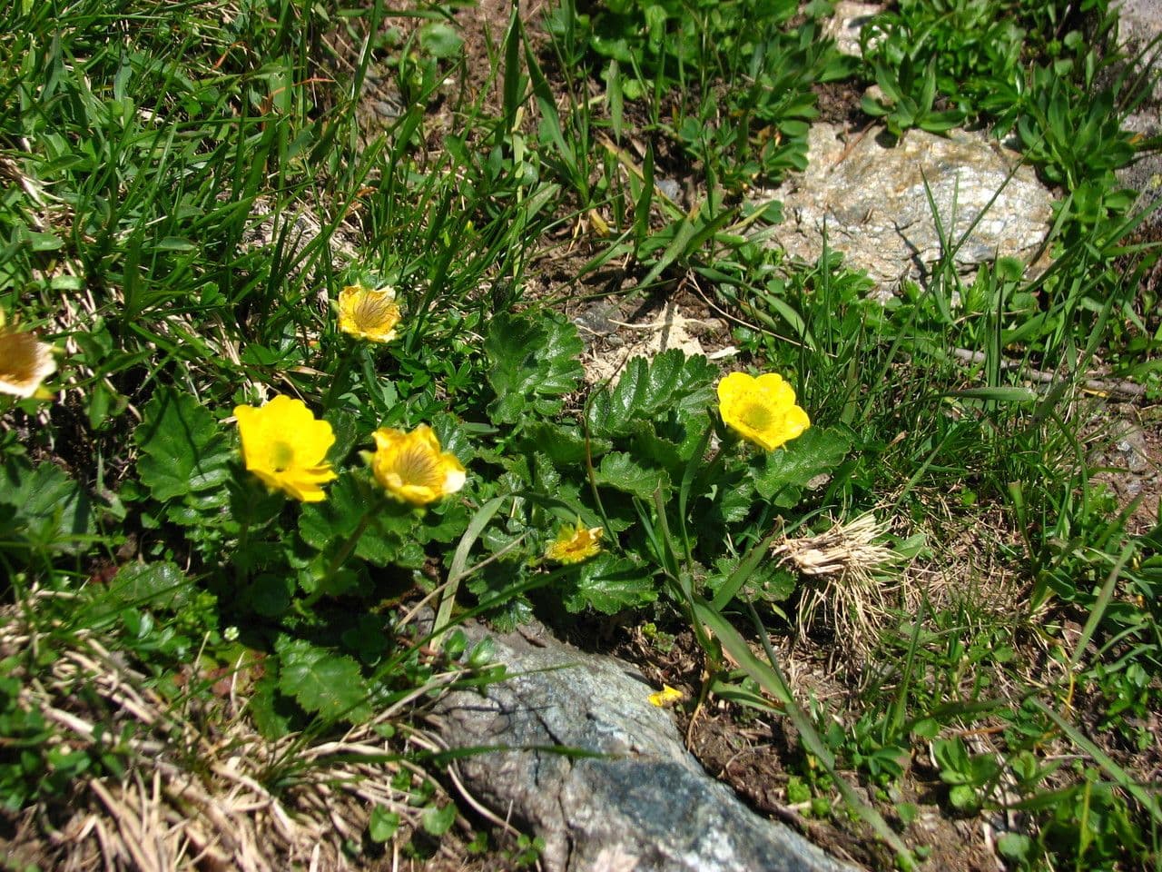 Berg-Nelkenwurz 15