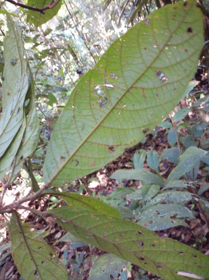Sloanea 3