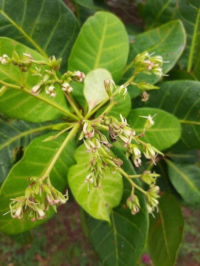 Anacardio 7