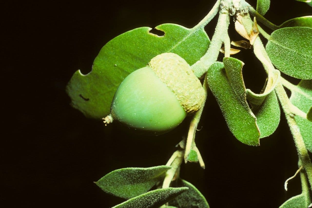 Chêne doré