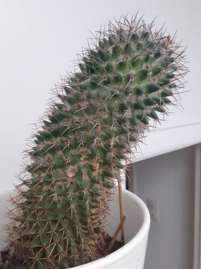 Mammillaria