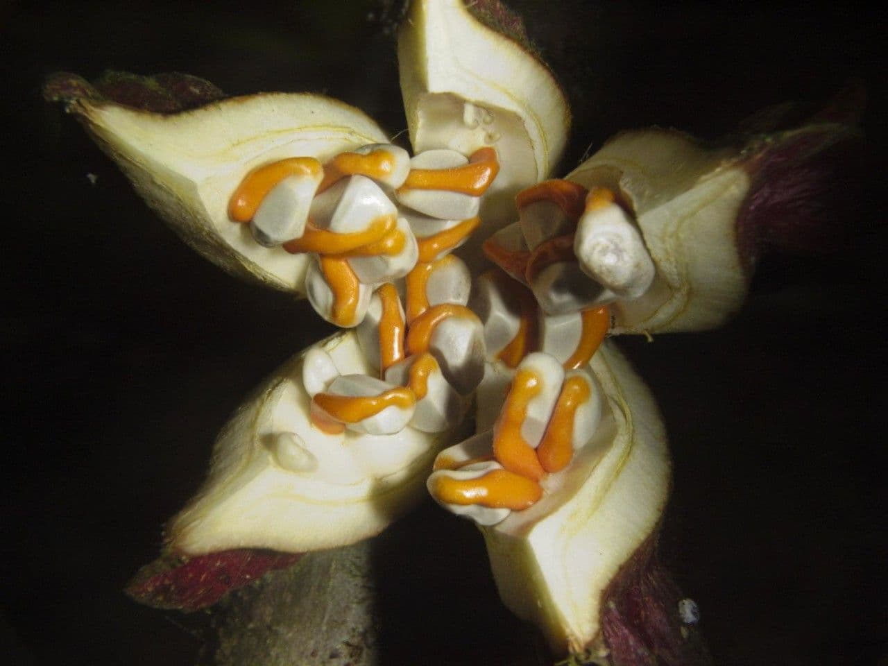 Carpotroche 9