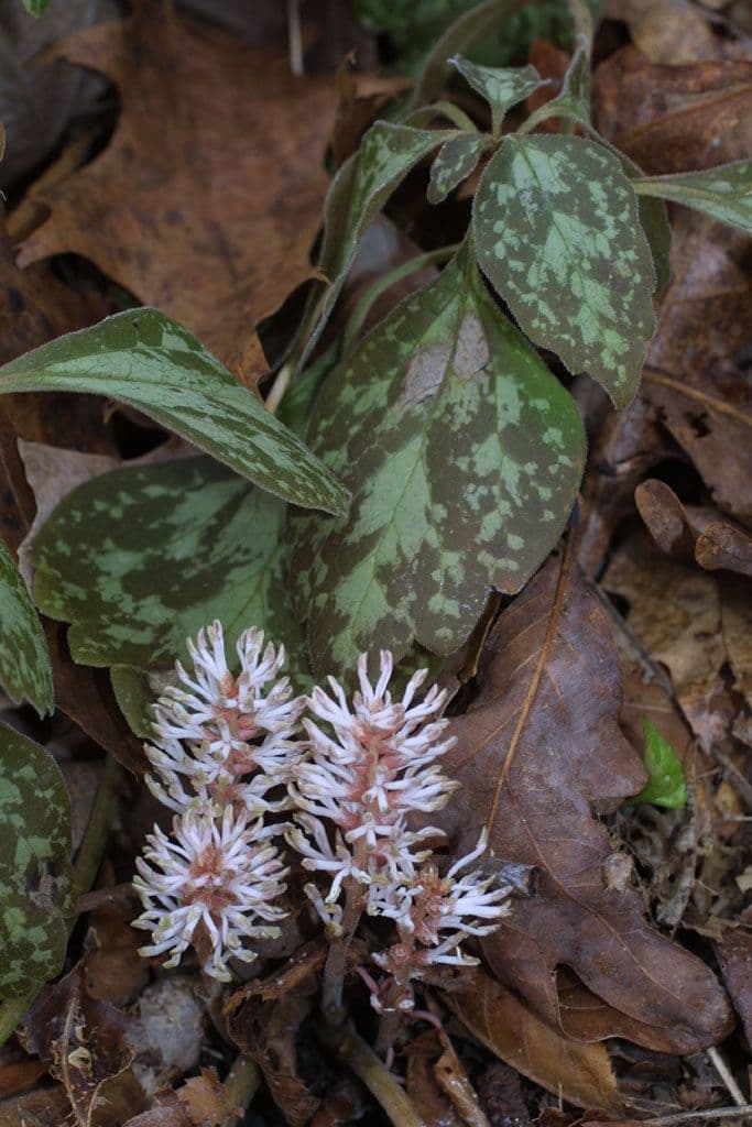 Pachysandra procumbens 7