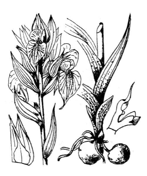 Serapias cordigero 23