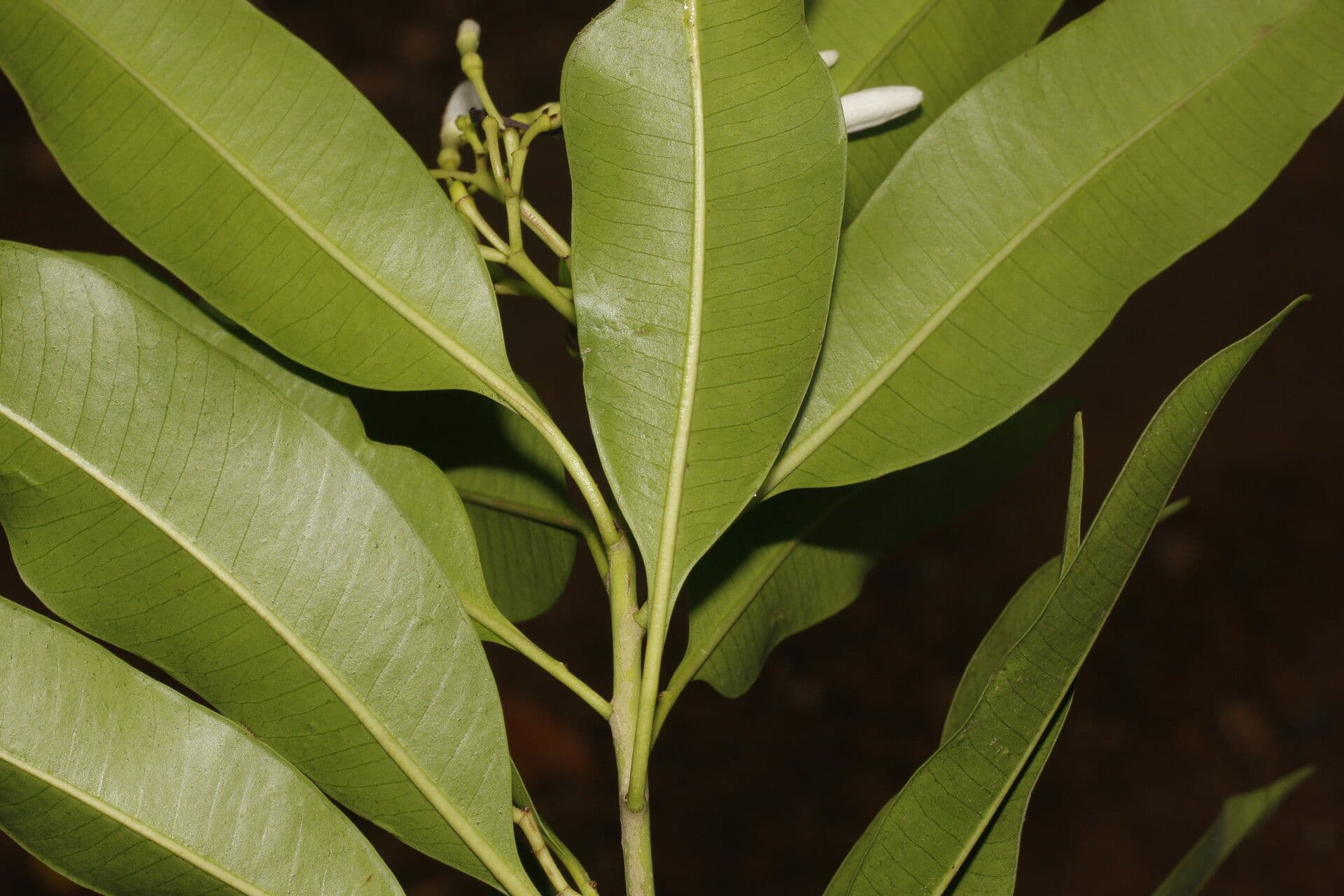 Mortoniella 3